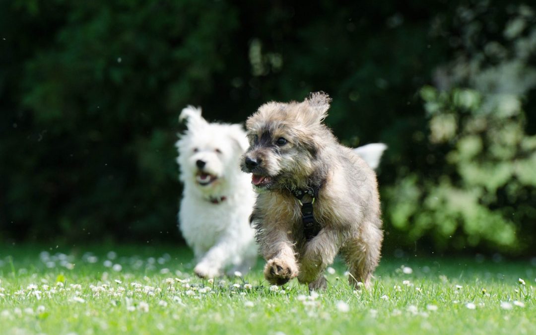 Choosing the right collar for your dog